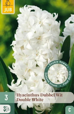 Ecocheques|Bloembollen|ohgreen 3 bloembollen hyacinthus dubbel wit
