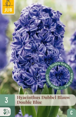Ecocheques|Bloembollen|ohgreen 3 bloembollen hyacinthus dubbel blauw