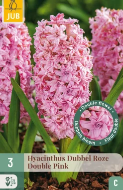 Ecocheques|Bloembollen|ohgreen 3 bloembollen hyacinthus dubbel roze