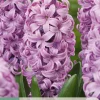 Ecocheques|Bloembollen|ohgreen 5 bloembollen hyacinthus purple voice