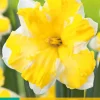 Bloembollen|Ecocheques|ohgreen 5 bloembollen narcissus cassata