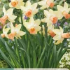 Ecocheques|Bloembollen|ohgreen 5 bloembollen narcissus carice