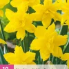 Bloembollen|Ecocheques|ohgreen 10 bloembollen narcissus golden ducat