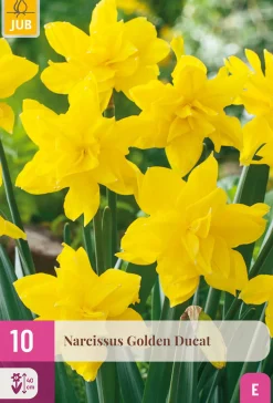 Bloembollen|Ecocheques|ohgreen 10 bloembollen narcissus golden ducat