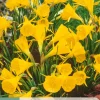 Ecocheques|Bloembollen|ohgreen 5 bloembollen narcissus golden bells