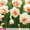 Ecocheques|Bloembollen|ohgreen 10 bloembollen narcissus replete