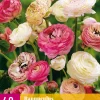 Bloembollen|Ecocheques|ohgreen 40 bloembollen ranunculus pastel mix