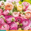 Bloembollen|Ecocheques|ohgreen 10 bloembollen ranunculus pastel mix