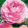 Bloembollen|Ecocheques|ohgreen 10 bloembollen ranunculus roze