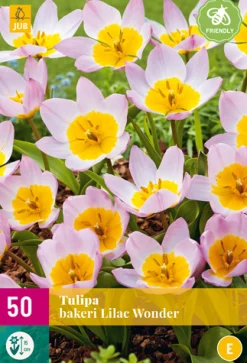 Bloembollen|Ecocheques|ohgreen 5 bloembollen0 tulipa bakeri lilac wonder