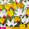 Bloembollen|Ecocheques|ohgreen 25 bloembollen tulipa belles tulipes