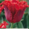 Ecocheques|Bloembollen|ohgreen 7 bloembollen tulipa calibra