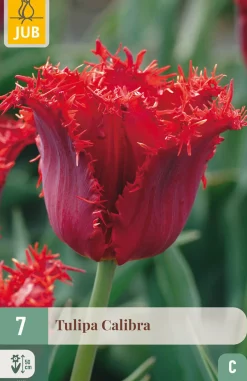 Ecocheques|Bloembollen|ohgreen 7 bloembollen tulipa calibra