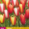 Bloembollen|Ecocheques|ohgreen 20 bloembollen tulipa clusiana mix