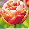 Bloembollen|Ecocheques|ohgreen 5 bloembollen tulipa copper image