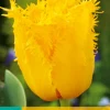 Bloembollen|Ecocheques|ohgreen 7 bloembollen tulipa crystal star