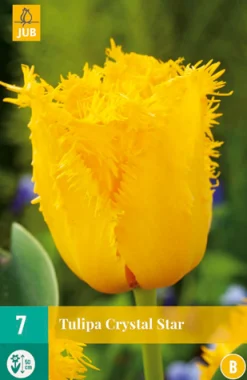 Bloembollen|Ecocheques|ohgreen 7 bloembollen tulipa crystal star