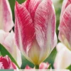 Bloembollen|Ecocheques|ohgreen 7 bloembollen tulipa flaming purissima