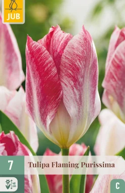 Bloembollen|Ecocheques|ohgreen 7 bloembollen tulipa flaming purissima