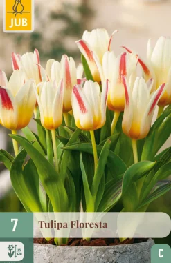 Ecocheques|Bloembollen|ohgreen 7 bloembollen tulipa floresta