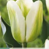 Ecocheques|Bloembollen|ohgreen 7 bloembollen tulipa green spirit