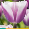 Bloembollen|Ecocheques|ohgreen 7 bloembollen tulipa librije