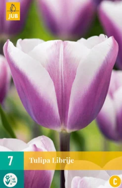 Bloembollen|Ecocheques|ohgreen 7 bloembollen tulipa librije