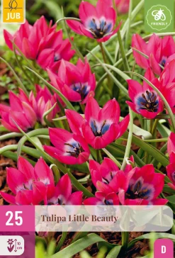 Ecocheques|Bloembollen|ohgreen 25 bloembollen tulipa little beauty