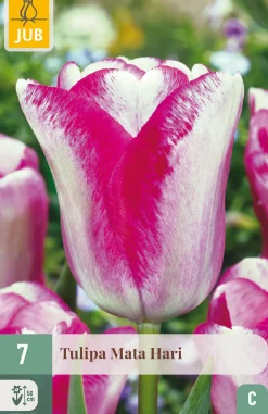 Bloembollen|Ecocheques|ohgreen 7 bloembollen tulipa mata hari