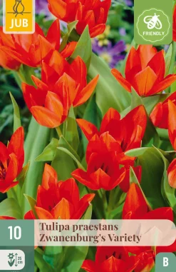 Ecocheques|Bloembollen|ohgreen 10 bloembollen tulipa praestans zwanenburg var.