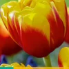Ecocheques|Bloembollen|ohgreen 7 bloembollen tulipa shell