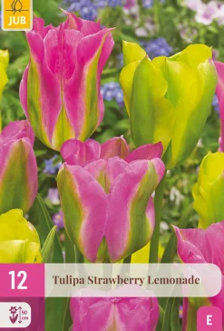 Bloembollen|Ecocheques|ohgreen 12 bloembollen tulipa strawberry lemonade