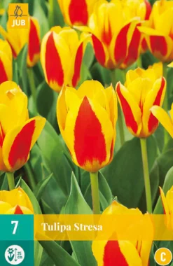 Bloembollen|Ecocheques|ohgreen 7 bloembollen tulipa stresa