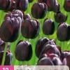 Ecocheques|Bloembollen|ohgreen 12 bloembollen tulipa triumph zwart