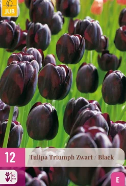 Ecocheques|Bloembollen|ohgreen 12 bloembollen tulipa triumph zwart
