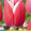 Ecocheques|Bloembollen|ohgreen 7 bloembollen tulipa universum
