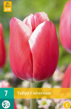 Ecocheques|Bloembollen|ohgreen 7 bloembollen tulipa universum