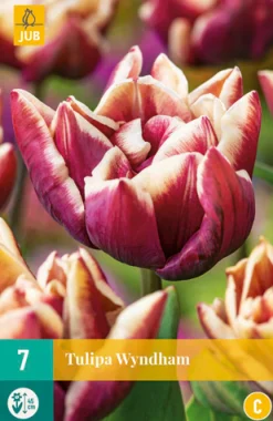 Bloembollen|Ecocheques|ohgreen 7 bloembollen tulipa wyndham
