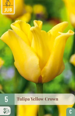 Ecocheques|Bloembollen|ohgreen 5 bloembollen tulipa yellow crown