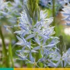 Bloembollen|Ecocheques|ohgreen 2 camassia cusickii