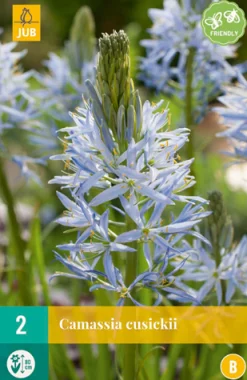Bloembollen|Ecocheques|ohgreen 2 camassia cusickii
