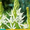 Bloembollen|Ecocheques|ohgreen 2 camassia leichtlinii alba