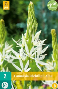Bloembollen|Ecocheques|ohgreen 2 camassia leichtlinii alba