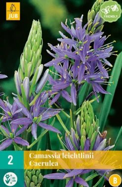 Bloembollen|Ecocheques|ohgreen 2 camassia leichtlinii caerulea