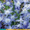 Bloembollen|Ecocheques|ohgreen 25 chionodoxa luciliae