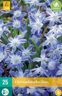 Bloembollen|Ecocheques|ohgreen 25 chionodoxa luciliae