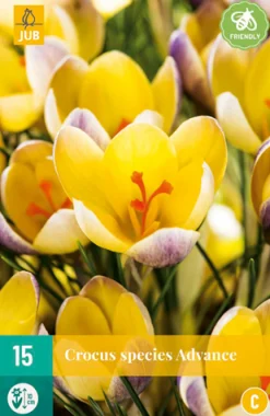 Bloembollen|Ecocheques|ohgreen 15 crocus advance