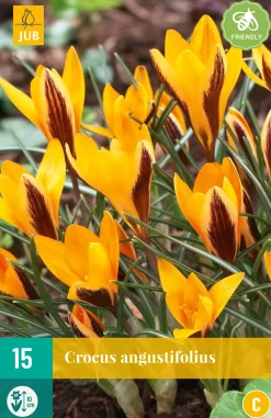 Bloembollen|Ecocheques|ohgreen 15 crocus angustifolius