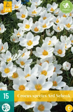 Bloembollen|Ecocheques|ohgreen 15 crocus ard schenk