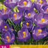 Bloembollen|Ecocheques|ohgreen 30 crocus blauw